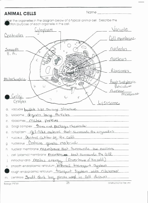Animal Cell Labeling Worksheet Answers New Free Printable Cell Worksheets