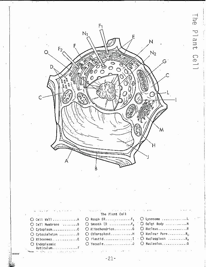Animal Cell Labeling Worksheet Answers New Plant Cell Coloring Sheet – Lincendiairefo