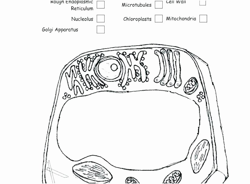 Animal Cell Labeling Worksheet Answers New Plant Cell Vs Animal Cell Worksheets – Openlayers