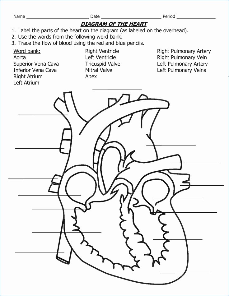 Animal Homes Worksheet Heart Diagram Worksheet Luxury Blank Brain Diagram – Blank