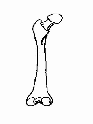 Blank Bone Worksheets Beautiful the Anatomy and Physiology Of Animals Skeleton Worksheet