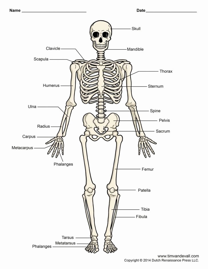 Blank Bone Worksheets Fresh Anatomy Labeling Worksheets Redwoodsmedia