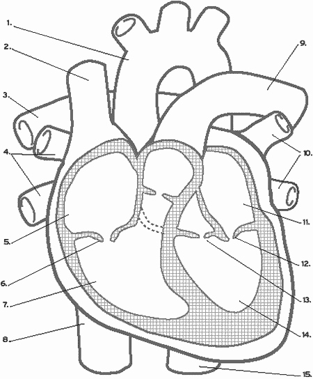 Blank Diagram Of the Heart Unlabeled Heart Diagram Honey &amp; Denim