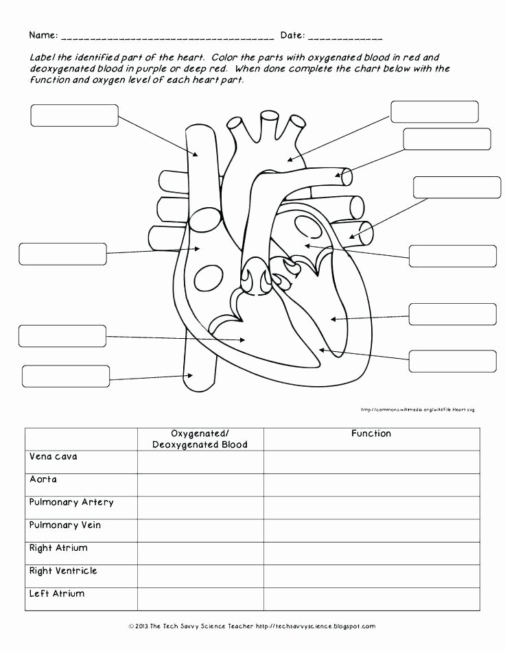 Blank Heart Diagram to Label A Free Printable Bird Anatomy Worksheet for Learning the