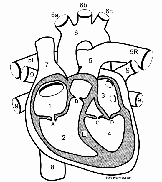 Blank Heart Diagram to Label Heart Diagram Unlabeled Wiring Diagrams List