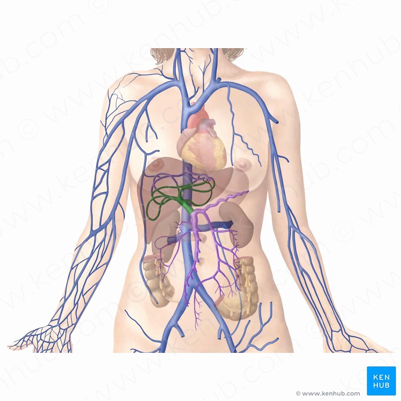 Blank Human Body Diagram Fresh Hepatic Portal Vein Anatomy Function &amp; Clinical Points
