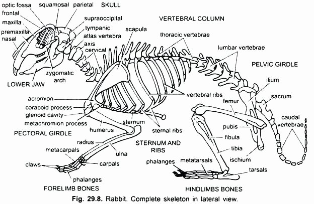 Blank Human Body Diagram Unique Skeleton Diagram Blank – Vmglobal