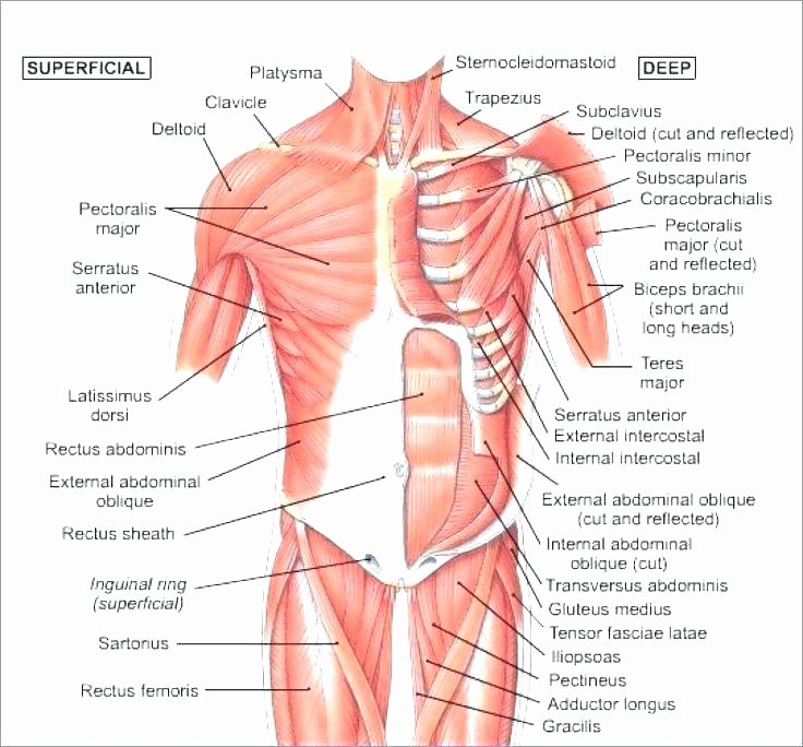 Blank Muscle Diagram to Label Bones Skeleton Diagram with Labels – Vmglobal