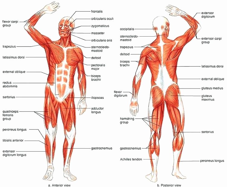 Blank Muscle Diagram Worksheet Beautiful Body Systems Worksheets Answers System Challenge Worksheet