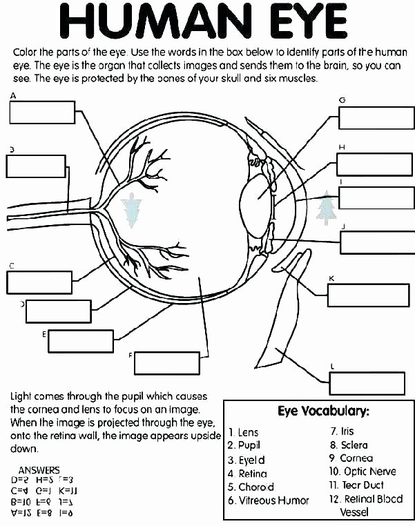 Blank Muscle Diagram Worksheet Elegant Missing Numbers Fill In the Blanks Worksheet First Grade