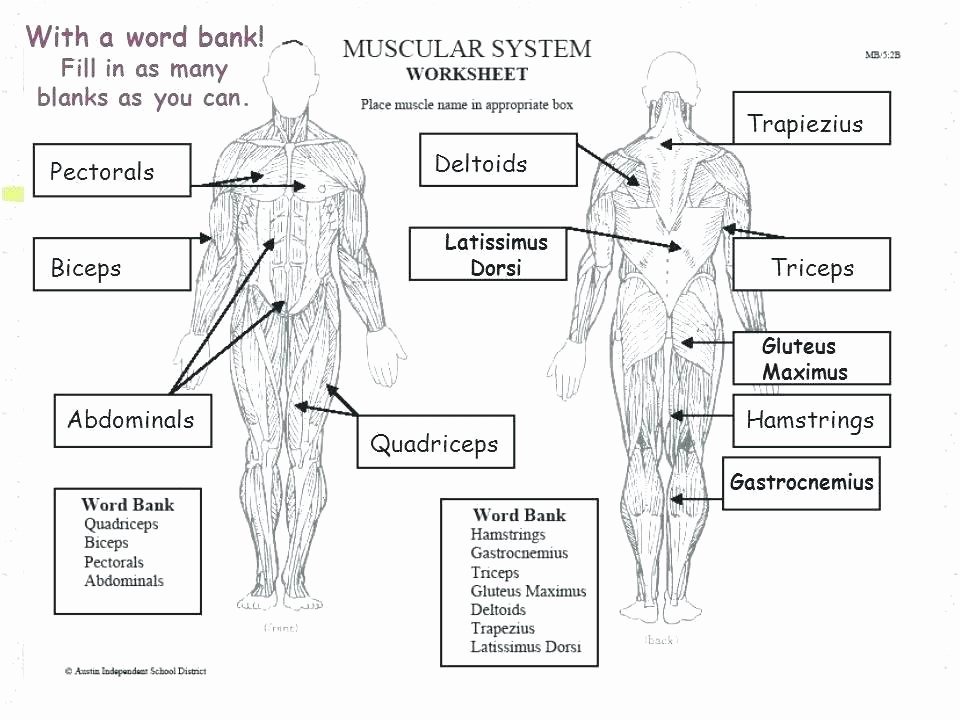 Blank Muscle Diagram Worksheet Inspirational Muscular System Worksheets 3rd Grade