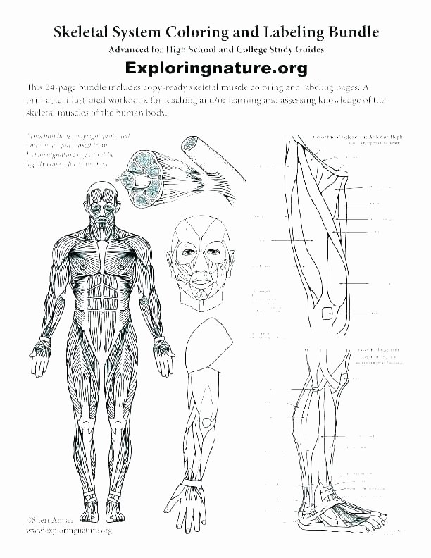 Blank Muscle Diagram Worksheet Unique Printable Human Body Blank Female Human Body Outline Printable