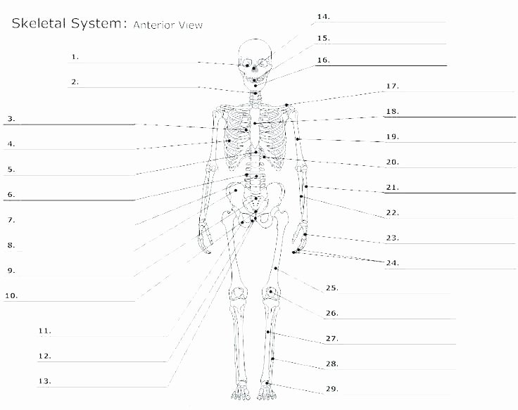 Blank Skeletal System Worksheet Muscle Fill In the Blank Worksheets Human Anatomy Labeling