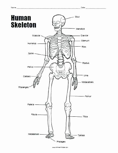 Blank Skeletal System Worksheet Of Skeletal System Coloring Worksheet Sabadaphnecottage