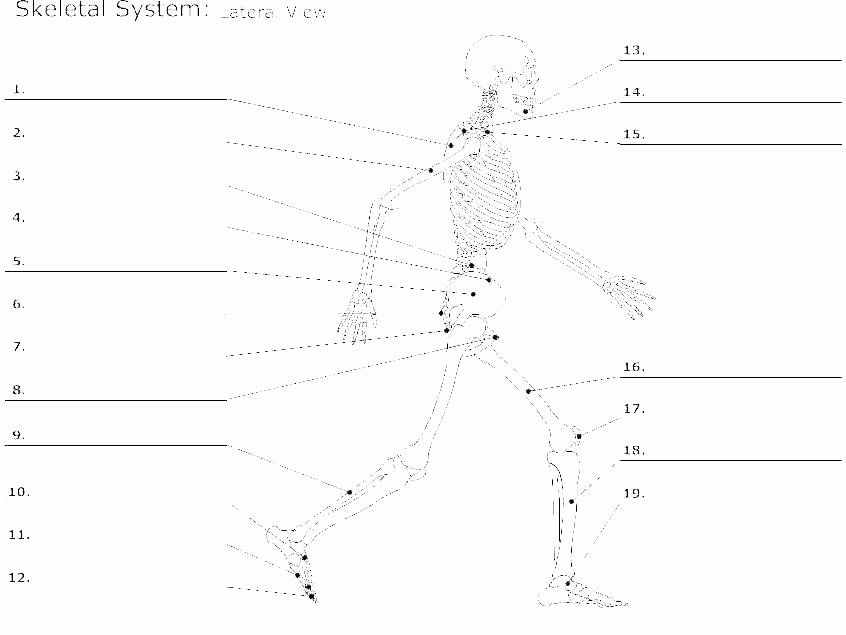 Blank Skeletal System Worksheet Skeletal System Coloring Human Bones Coloring Pages Sheets