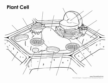 Blank Skeleton Diagram Blank Plant Cell Diagram Science Printables