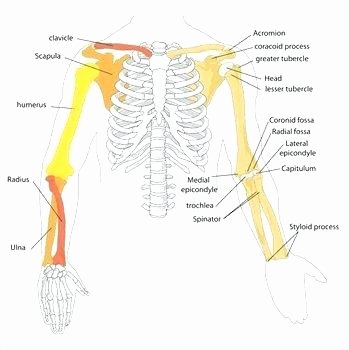 Blank Skeleton Diagram Bones Diagram – Wiring Diagram Pro