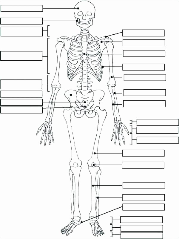 Blank Skeleton Diagram Muscle Fill In the Blank Worksheets