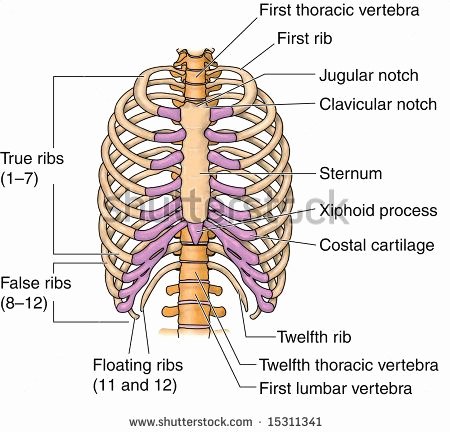 Blank Skeleton Diagram Ribs Human