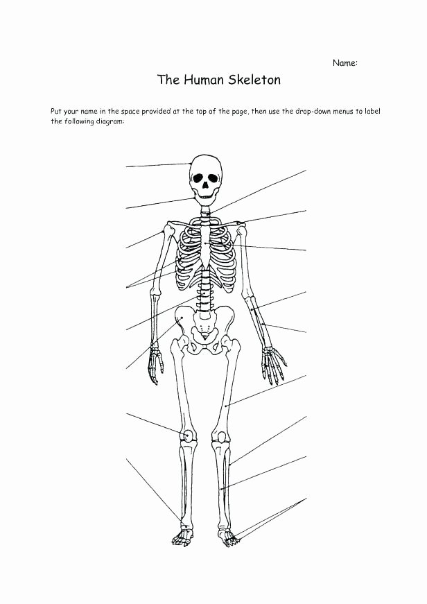 Blank Skeleton Diagram Skeletal System Printable Worksheets Simple Bone Diagram Co