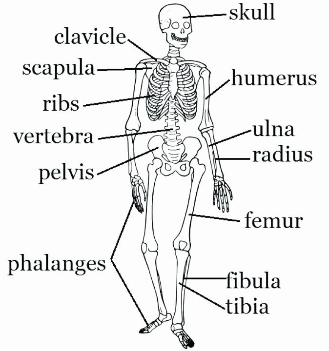 Blank Skeleton Diagram Skeletal System Printable Worksheets Simple Bone Diagram Co