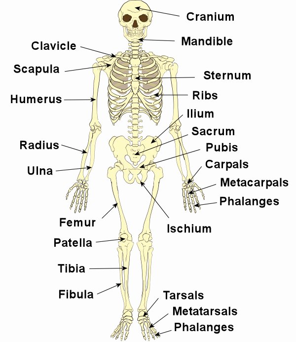 Blank Skeleton Diagram Skeleton Diagram Label Wiring Diagrams Rock