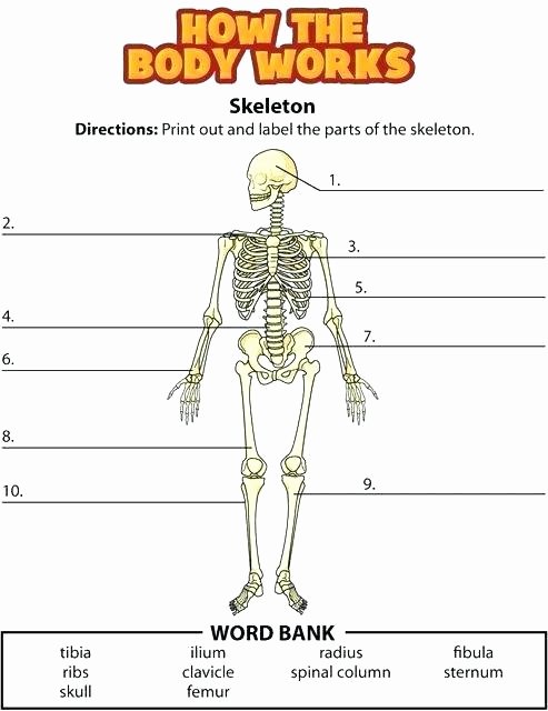 Blank Skeleton Diagram Skeleton Printable Worksheets Human Halloween Anatomy Body