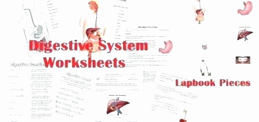 Body Systems Crossword Human Body Systems Worksheets for Kids Image Free Generator