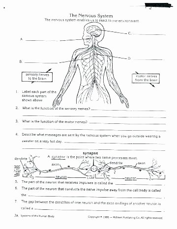 Body Systems Crossword Puzzle Body Systems and Functions Worksheets