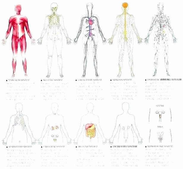 Body Systems Crossword Puzzle Body Systems Worksheets Answers
