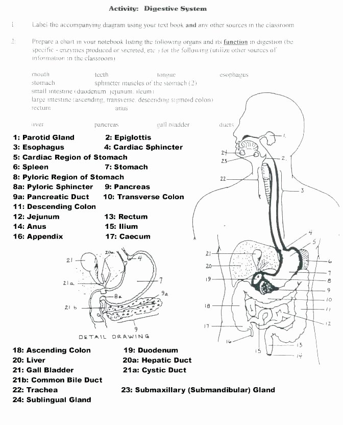Body Systems Crossword Puzzle Grade 5 Science Worksheets Human Body