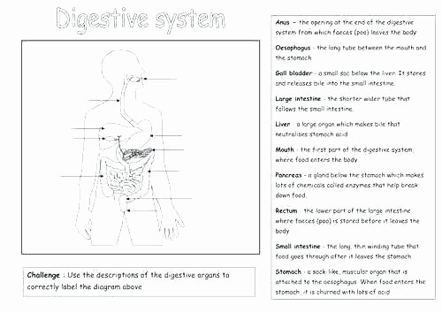 Body Systems Crossword Puzzle Printables Of Human Body Systems Worksheet Answer Key