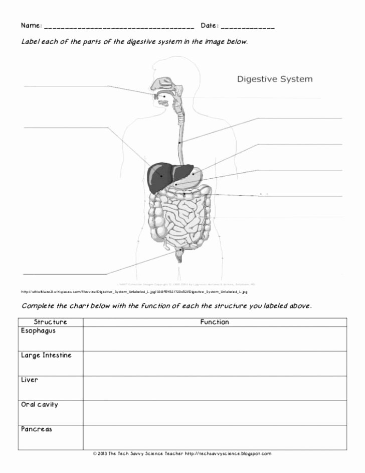 Body Systems Crossword Puzzle Worksheet Ideas Human Body Systems Worksheets Probability