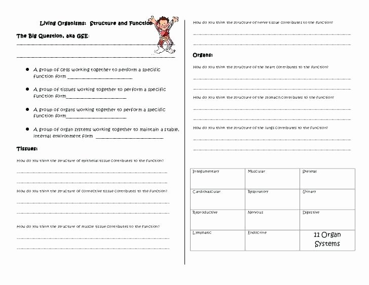 Body Systems Worksheet Answers Body Systems and Functions Worksheets Parts Worksheet