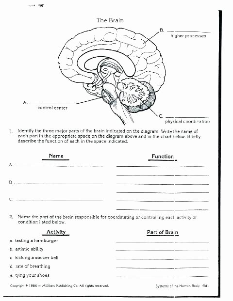 Body Systems Worksheet Answers Body Systems Worksheets Human Worksheet Crossword Functions