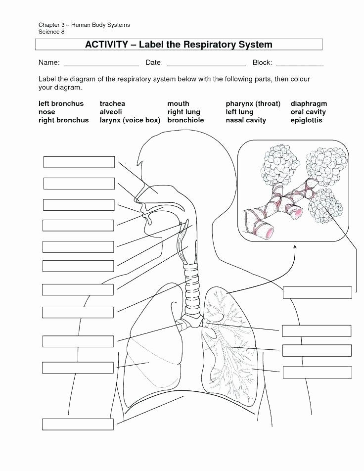 Body Systems Worksheet Answers Free Respiratory System Worksheets