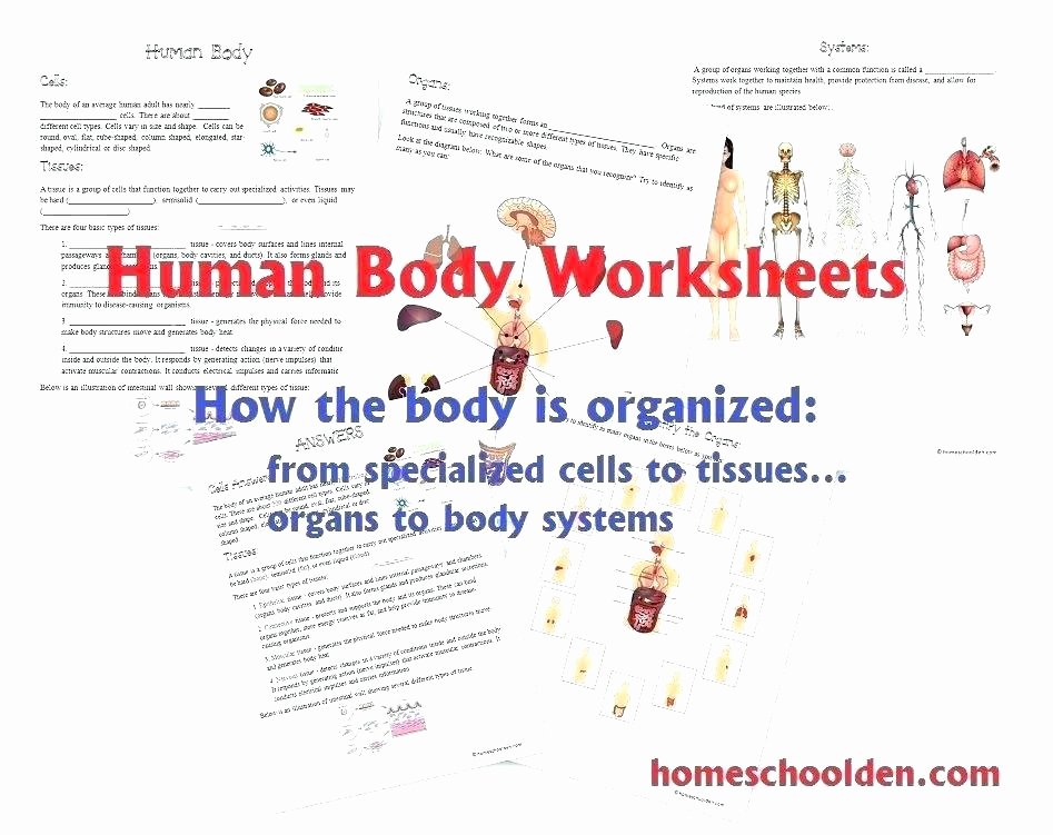 Body Systems Worksheet Answers Printables Of Human Body Systems Worksheet Answer Key