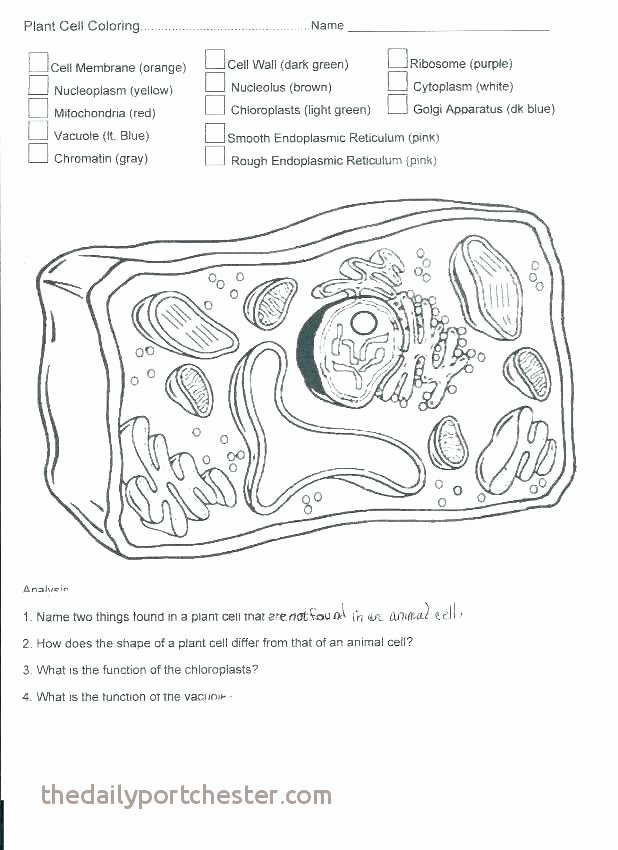 Cell Coloring Worksheets Key Coloring Page Elegant Plant Cell Coloring Sheet Key