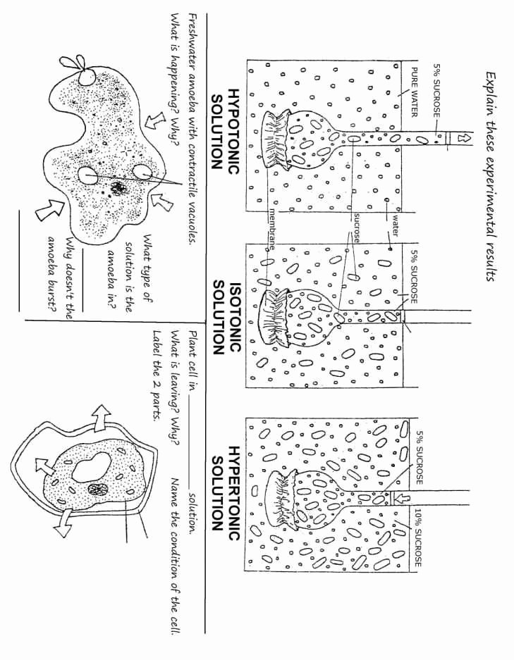 Cell Coloring Worksheets Plant Cell Coloring Worksheet