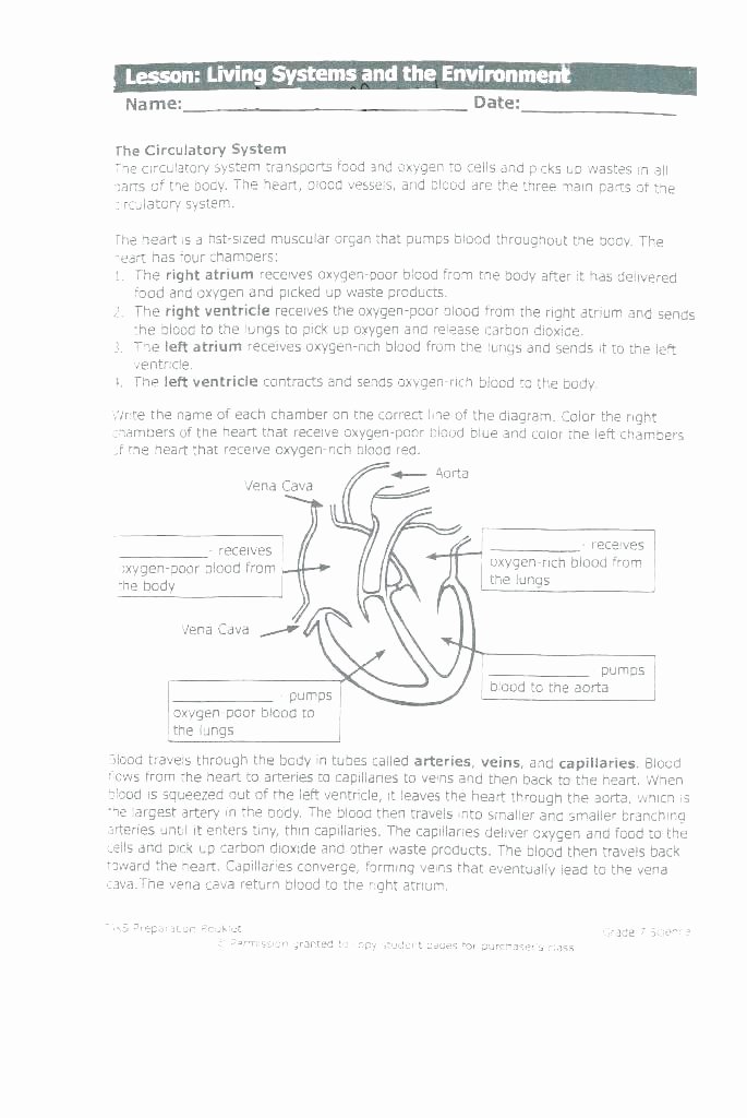 Circulatory System Blank Diagram Body Systems Worksheets Answers Human for Cardiovascular