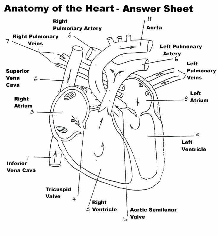 Circulatory System Blank Diagram Circulatory System Heart Diagram Worksheet – Vmglobal