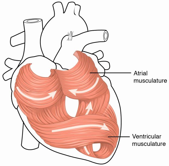 Circulatory System Blank Diagram Heart Anatomy