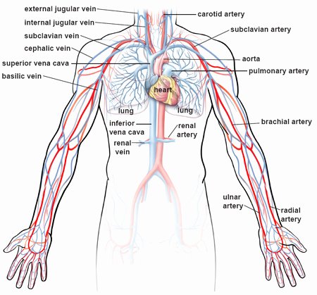 Circulatory System Blank Diagram Illustrations Of the Blood Vessels