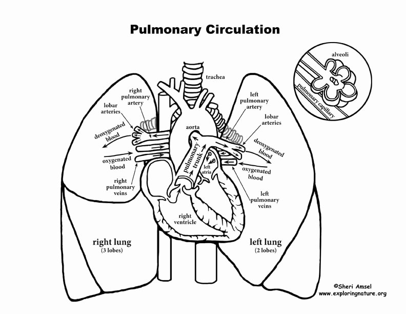 Circulatory System Blank Diagram Pulmonary Circulation Through Heart and Lungs Advanced