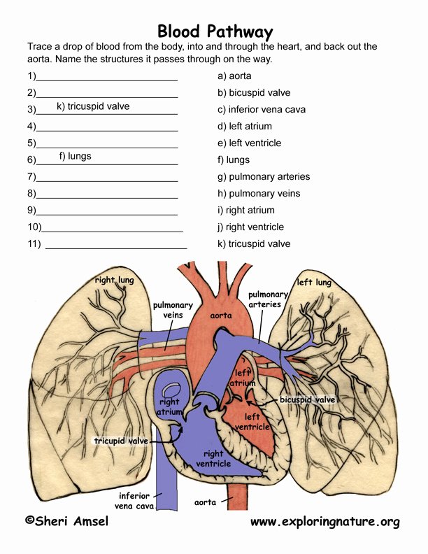 Circulatory System Blank Diagram Pulmonary Circulation Through Heart and Lungs Advanced