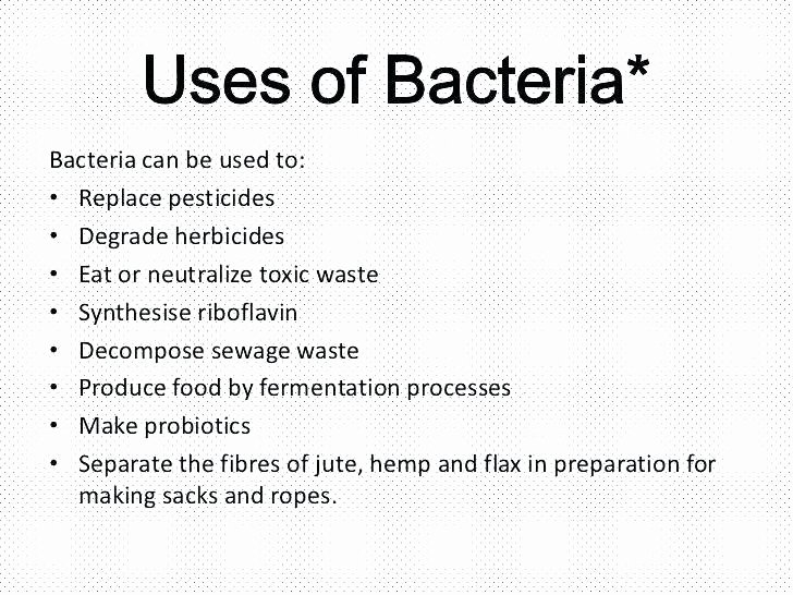 Cooking Worksheets for Middle School Bacteria Middle School Worksheets