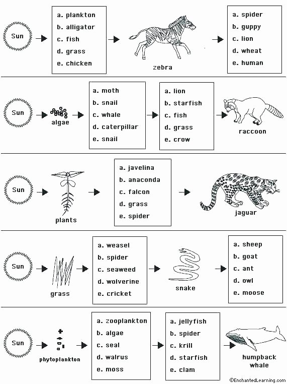 Cooking Worksheets for Middle School Free Food Chain Worksheets