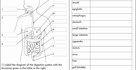 Digestive System Coloring Sheet Awesome Digestive System Worksheets for 5th Grade