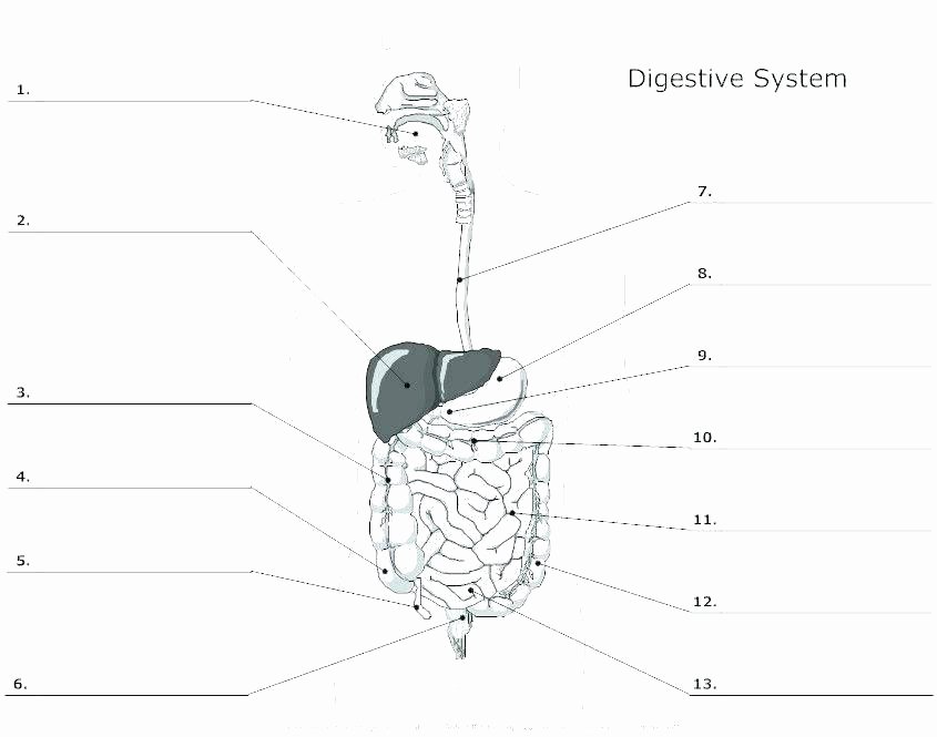 Digestive System Coloring Sheet Elegant Digestive System Worksheets 7th Grade