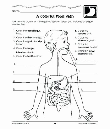 Digestive System Coloring Sheet Luxury 3rd Grade Human Body Worksheets